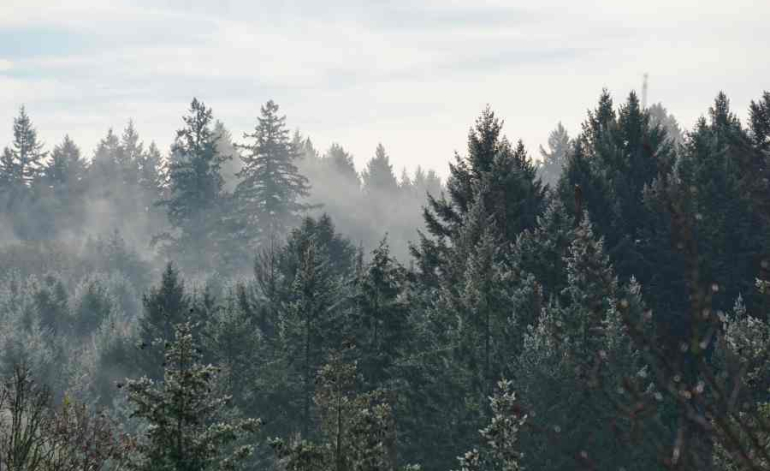 Vai drīzumā sagaidāms jauns privāto mežu pārdošanas vilnis Latvijā?