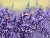 Būs jauni noteikumi par valsts un ES atbalstu biškopjiem