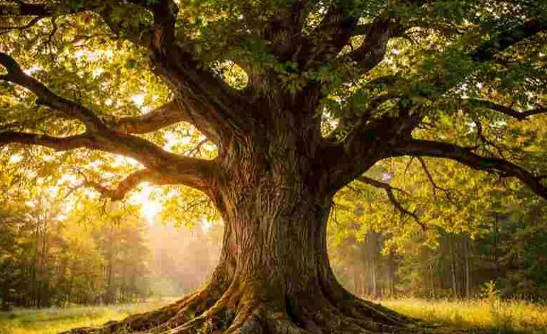 Tiesa: vides aizsardzība svarīgāka par uzņēmuma ērtībām