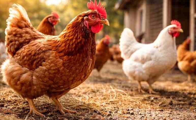 Pieejams atbalsts biodrošībai mazajās lauku saimniecībās