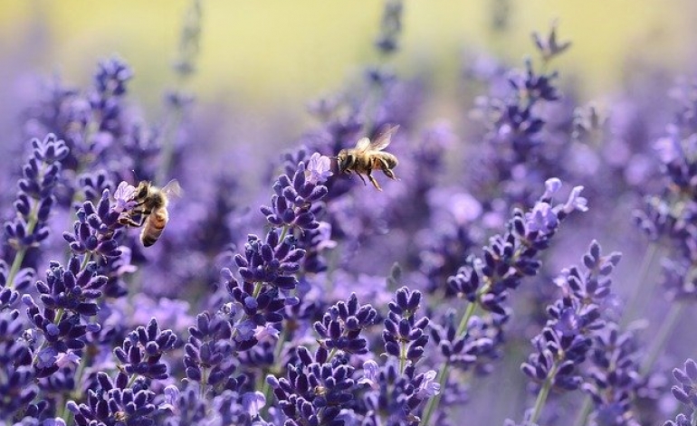 Būs jauni noteikumi par valsts un ES atbalstu biškopjiem