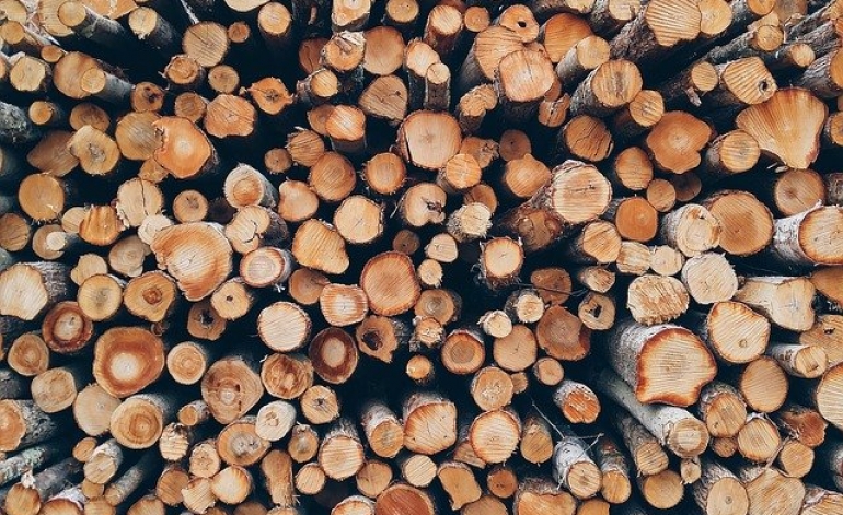 Kooperatīva "Mežsaimnieks" pārdoto kokmateriālu vērtība mēnesī pārsniedz 1 milj. eiro