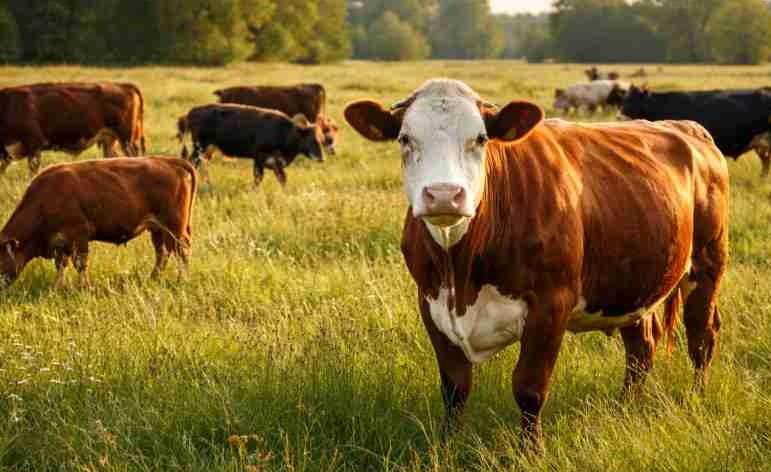 Pieejams finansējums lauksaimniecības konkurētspējas celšanai